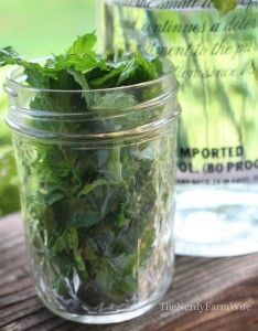 Mint Tincture, Rosemary Gladstar, Peppermint Extract, Mountain Rose Herbs, Mint Recipes, Herbal Tinctures, Motion Sickness, Upset Stomach, Fresh Mint Leaves