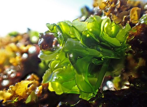 https://flic.kr/p/K8ypnf | Sea lettuce - Ulva sp. #marineexplorer | Shelly… Sea Lettuce, Edible Seaweed, Dreamy Ocean, Landscape Beach, Birthday Collage, Vascular Plant, Beautiful Sea, Beach Villa, All About Plants