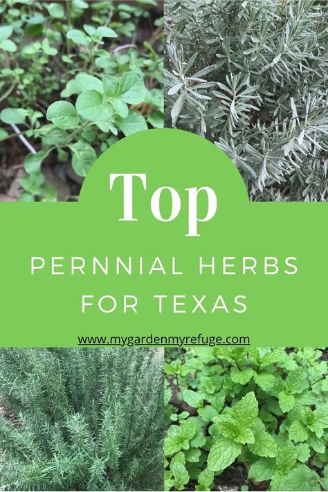 Best Herbs To Grow In Texas, Texas Gardening Zone 8b, Country Vegetable Garden, Zone 8 Landscaping, Texas Native Plants Landscaping, Central Texas Plants, Central Texas Landscaping, Texas Garden Ideas, Native Plants Landscaping