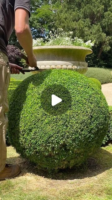 James Todman on Instagram: "Clipping a Buxus ball…

#handclipped #oddlysatisfying #topiary #satisfying #asmr #boxwood #asmrsounds #boxball #relaxing #buxus" Boxwood Topiary Decor, Boxwood Balls, Cloud Design, Boxwood Topiary, Clouds Design, A Box, Lawn, Outdoor Decor, Plants