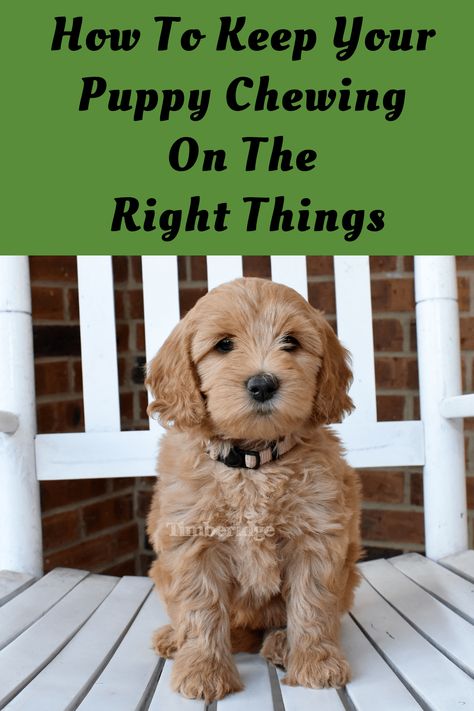 Puppy Chewing Tips Training, Puppy Pens, Cheap Puppies, Golden Doodle Dog, Small Puppy, Golden Doodles, Daisy Mae, Puppy Chewing, Cute Dog Photos