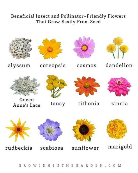 Angela • Learn How to Garden on Instagram: "Would you like fewer pests and a more productive garden? Practice companion planting principles in your garden.⁣ ⁣ Successful companion planting is more than a list of what to plant next to each other. Here are a few of my favorite companion planting principles:⁣ ⁣ • When you plant a variety of flowers and herbs, your garden becomes more attractive to beneficial insects and pollinators. ⁣ ⁣ • Learn which beneficial insect and pollinator-friendly flower Flower Companion Planting, Privacy Landscaping Front Yard, Flowers For Pollinators, Pollinator Flowers, Companion Flowers, Cottage Homestead, Flower List, Companion Planting Chart, Planting Garden