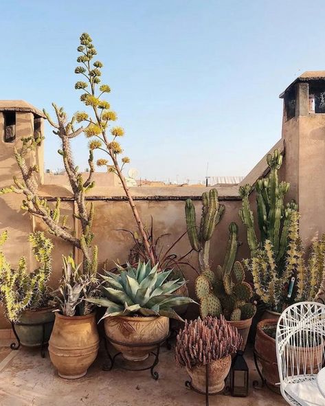 Marrakech Riad, Marrakesh Morocco, Early Evening, Desert Garden, Desert Homes, Bucket Lists, Cactus Garden, Roof Terrace, Roof Garden