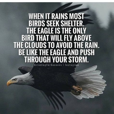 Be like the eagle and push through the storm life quotes quotes quote life quotes and sayings Eagles Quotes, Storm Quotes, Medical Facts, Passion For Life, Warrior Quotes, Above The Clouds, The Eagle, Motivational Speeches, Badass Quotes