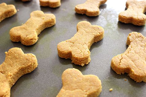 Before we get into the health benefits of these homemade dog treats, let’s talk about how much Lola and Rio obsessed over these! I’m thrilled ... Pet Biscuits, Pumpkin Recipes For Dogs, Dog Biscuit Recipe, Pumpkin Dog Biscuits, Recipes For Dogs, Dog Cookie Recipes, Dog Biscuit, Dog Biscuit Recipes, Pumpkin Recipes Easy