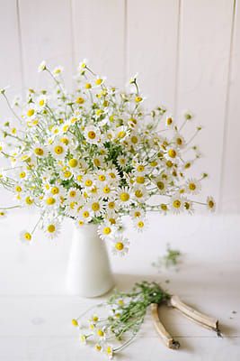 A Bouquet Of Camomile Flowers In Pitcher | Stocksy United Daisy Flower Arrangements, Daisy Centerpieces, Bouquet Champetre, Daisy Baby Shower, Daisy Cottage, Daisy Party, Chamomile Flowers, Deco Floral, Flowers Wallpaper