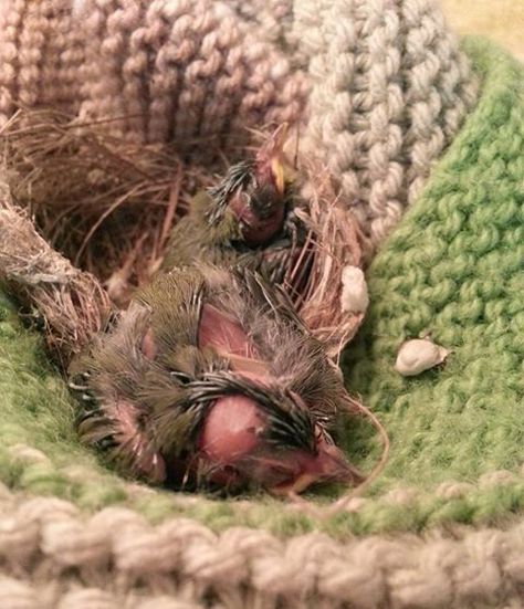 Recently we had two very small guests at our #RSPCAWildlifeHospital. Can you guess what type of baby bird they are? These two little ones went on quite the adventure! It turns out they travelled all the way from Noosa in a tree that was transported. They were rescued and brought to the hospital for a check up and feed. They will now be in the capable hands of a wildlife carer until they are old enough to be released. If you see sick or injured wildlife please call 1300 ANIMAL. Wildlife Hospital, Baby Bird, The Hospital, What Type, A Tree, Bring It On, Turn Ons, Animals