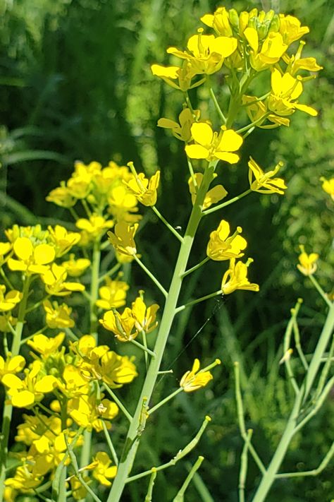 Wild mustard or Field mustard (Brassica rapa) originated in Eurasia, but has been cultivated as a vegetable by humans for more than 4,000 years. This adaptable plant is often used as a cover crop as well. Plant Field, Wild Mustard, Mustard Plant, Mustard, Herbs, Forest, Plants, Water, Quick Saves