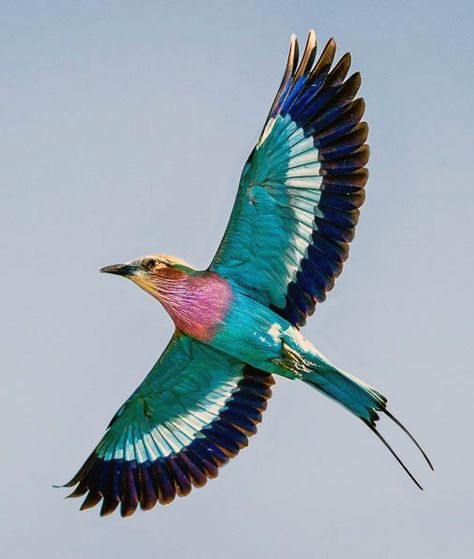 Africa | Lilac-breasted roller.  Okavango Delta, Botswana. | ©Dana Allen Okavango Delta Botswana, Chobe National Park, Lilac Breasted Roller, Okavango Delta, Bird Wings, Kinds Of Birds, Colorful Bird, Exotic Birds, All Birds