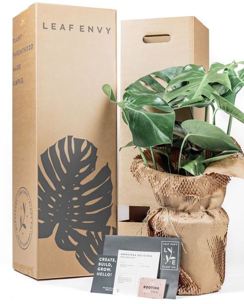 Plants Packaging Design, Plant Packaging Design, Plant Packaging Ideas, Plants Branding, Plant Packaging, Christmas Plants Gifts, Aesthetic Plant, Christmas Plants, Plant Box