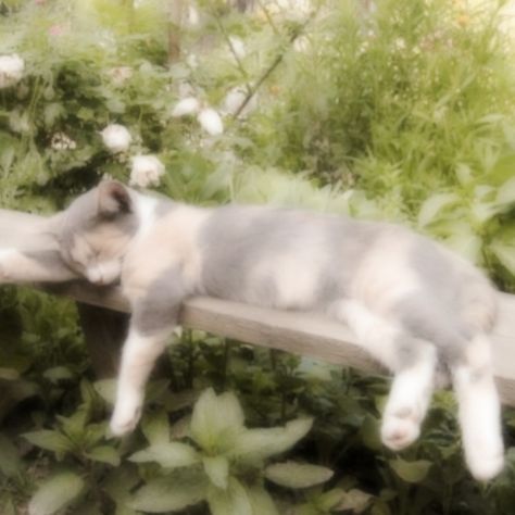 Cottage Core Cat, Blurry Aesthetic, Soft Kitty Warm Kitty, Clever Comebacks, Whatsapp Wallpaper Cute, Fairy Aesthetic, Fantasy Aesthetic, Cat Aesthetic, Digital Art Anime