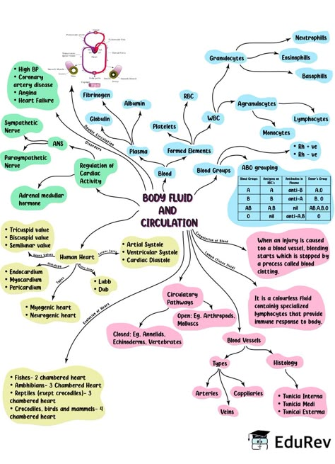 Animal Kingdom Mind Map, Mind Map Biology Class 11, Locomotion And Movement Mind Map, Body Fluids And Circulation Short Notes, Neet Biology Mind Maps, Body Fluids And Circulation Notes Neet, Neet Exam Notes Biology Tricks, Body Fluids And Circulation Notes, Biology Mind Map