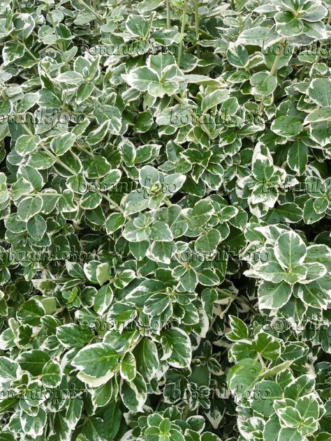 Winter Creeper, Climbers For Shade, Euonymus Fortunei, Landscape Plants, Landscaping Plants, Picture Library, Creepers, Outdoor Area, Outdoor Gardens