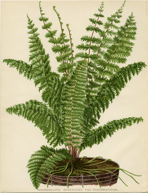 Fern Illustration, Fern Prints, Fern Wallpaper, Flower Print Pattern, Old Design, Botanical Illustration Vintage, Botanical Illustrations, Antique Illustration, Scientific Illustration