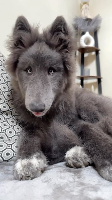 My Blue Wolf on Instagram: "How time changes… Still and always will be my ‘Peanut’ 🥜 @my_blue_wolf_ . . . . #transformation #wolf #wolves #wolfdog #werewolf #fenrir #protectiondog #guarddog #bluewolf #bluewolfdog #mybluewolf #puppy #cutepuppy #dogsofinstagram" Blue Wolfdog, Wolf Transformation, Blue Wolf, Blue Bay, Dire Wolf, Afghan Hound, Wolf Dog, Guard Dogs, Wolves