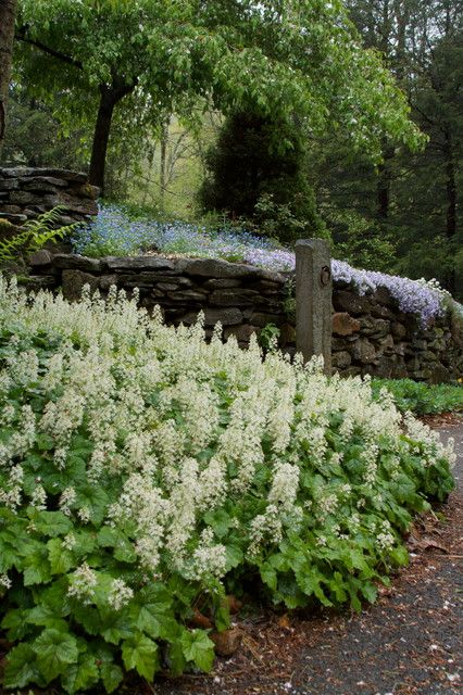 Native Plants of the Northeast - Landscape - Boston - by Ellen Sousa/Turkey Hill Brook Farm Native Plant Landscape, Habitat Garden, Shade Garden Plants, Woodland Plants, Native Plant Gardening, Garden Shrubs, Moon Garden, Ground Cover Plants, Have Inspiration