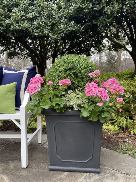 Boxwood Container Garden, Boxwood Planters With Flowers, Boxwood With Flowers, Tulips And Boxwood, Carmen Johnston Gardens, The Potted Boxwood Blog, Geranium Planters, Boxwood Planters, Baby Gem Boxwood