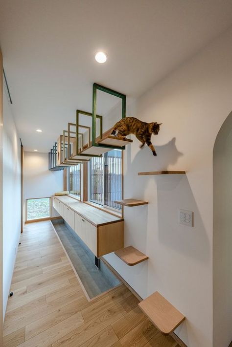 Cat Walkway, Cat Climbing Wall, Diy Chat, Cat Furniture Design, Cat Houses Indoor, Cat Hotel, Cat Wall Shelves, Cat Wall Furniture, Living With Cats