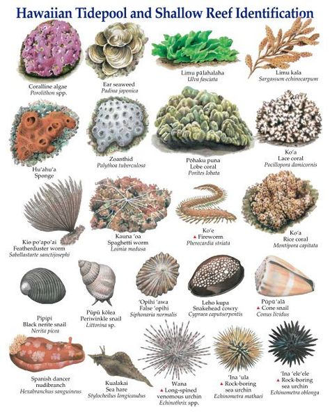 Hawaiian Tidepool and Shallow Reef Identification - Hawaii.gov Life In Hawaii, Hawaii Snorkeling, Fish Chart, Pet Shark, Marlin Fishing, Deep Sea Creatures, Marine Fish, Nature Posters, Tide Pools