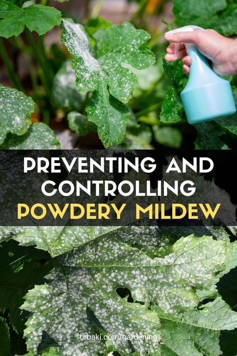 If you notice fungus on the leaves in your garden, powdery mildew is probably the culprit. Powdery mildew is a fungal disease that results in a gray or white coating on the leaves and stems of infected plants. Powdery mildew infection usually starts with a few spores on the leaves, but spreads quickly, forming a thick layer of fungus. It can eventually cause yellowing of the leaves and premature leaf drop. Plants Affected by Powdery Mildew Powdery mildew thrives in humid conditions with... Curry Leaf Plant, Tulsi Plant, Sensitive Plant, Plant Fungus, Plant Diseases, Gardening 101, Powdery Mildew, Spring Projects, Indoor Garden Ideas