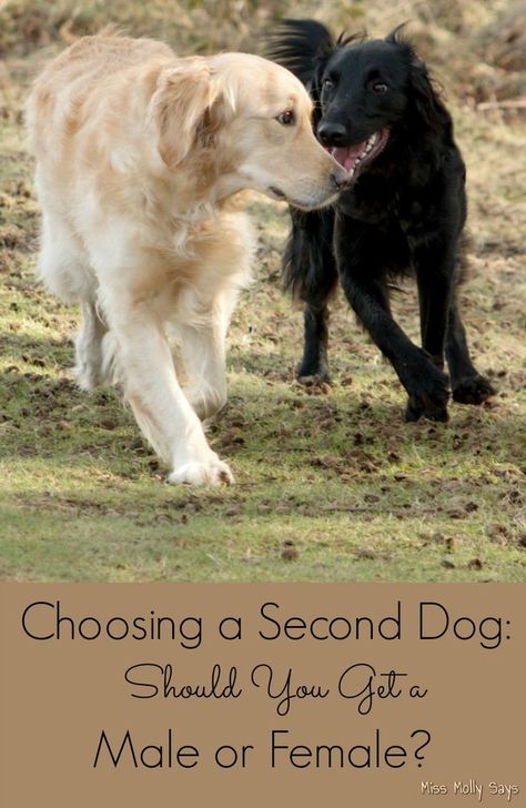 Choosing a Second Dog - Should You Get a Male or Female Crazy Corgi, Homemade Pet Treats, Large Breed Dogs, Pet Nutrition, Dog Whisperer, Corgi Mom, Dog List, Dogs Training, 2 Dogs