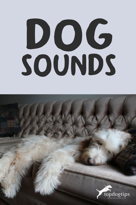 This is an article all about dog sounds. What do they mean and what are they tell you about their safety and well being. Napoleon Mastiff, Mean Dog, Dog Sound, Dog Sounds, Safety Training, Dog Safety, Husky Dogs, An Article, Pet Parent