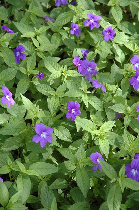 Back Yard Shade, Star Plant, Winnetka Illinois, Colorado Garden, Indoor Flowering Plants, Flower Language, Amethyst Flower, Fort Collins Colorado, Fast Growing Plants