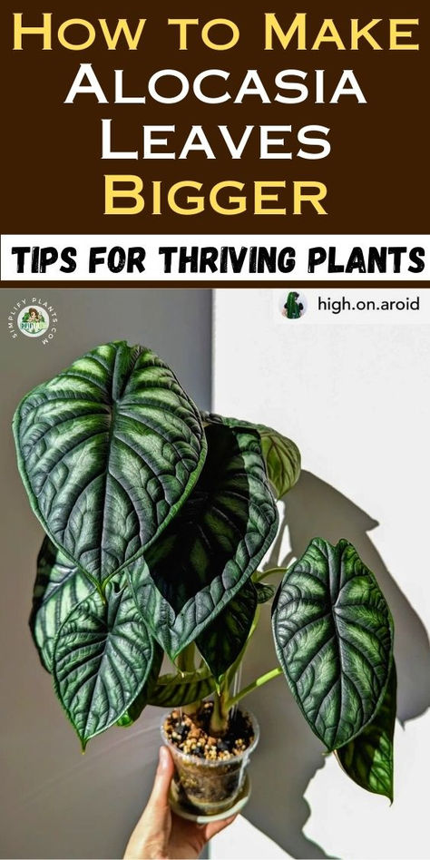 Discover effective solutions for Alocasia leaves getting smaller! If you're  facing Alocasia small leaves or Alocasia leaves shrinking, our guide on  Alocasia leaf size issues will help you understand the reasons behind these  concerns. Learn about Alocasia growth problems and why Alocasia leaves get  smaller, ensuring your plant’s health thrives. Unlock expert tips for  Alocasia plant care and enhance your Alocasia care routine for bigger,  healthier leaves. Alocasia Platinum, Alocasia Plant Care, Alocasia Care, Alocasia Plant, Small Leaves, Big Leaves, House Plant Care, Small Leaf, Growing Indoors