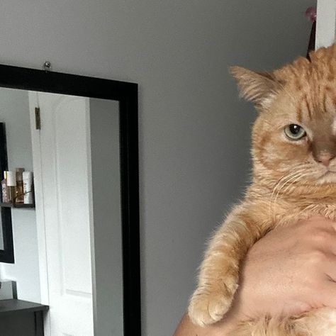 Ginger Cats, Ginger, On Instagram, Instagram