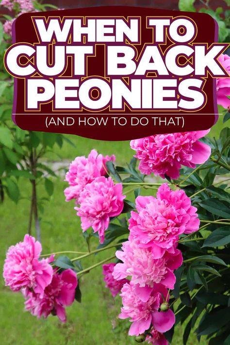 When to Cut Back Peonies (And How to Do That)? How To Split Peonies, How To Prune Peonies, When To Transplant Peonies, When To Prune Peonies, When To Cut Back Peonies, Transplant Peonies, Peony Flower Garden, Peony Plant, Peony Support