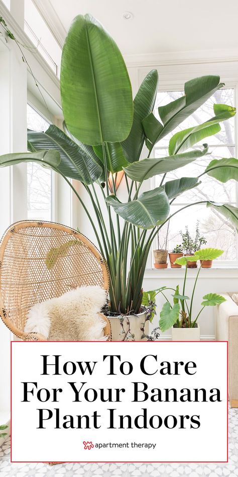 Birds of paradise are large, relatively easy-to-grow plants that add bold tropical flair to indoor spaces. Here's how to keep them at their best. #houseplants #indoorplants #birdsofparadise #tropicalplants #largeplants #plantcare #planttips #houseplantcare Growing Bird Of Paradise Indoors, Large Birds Of Paradise Plant, Birds Of Paradise Indoor Plant, Paradise Palm Plant, Bord Of Paradise Plant, Bird If Paradise Plant Care, Birds If Paradise Plant, Birds Of Paradise Decor, Indoor Bird Of Paradise Plant