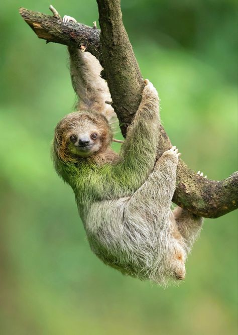 Found in the forests of South and Central America. Amazon Rainforest Animals, Sloth Photos, Sloth Names, Animal Close Up, National Geographic Animals, Animal Photography Wildlife, Rainforest Animals, Animal Study, Forest Creatures