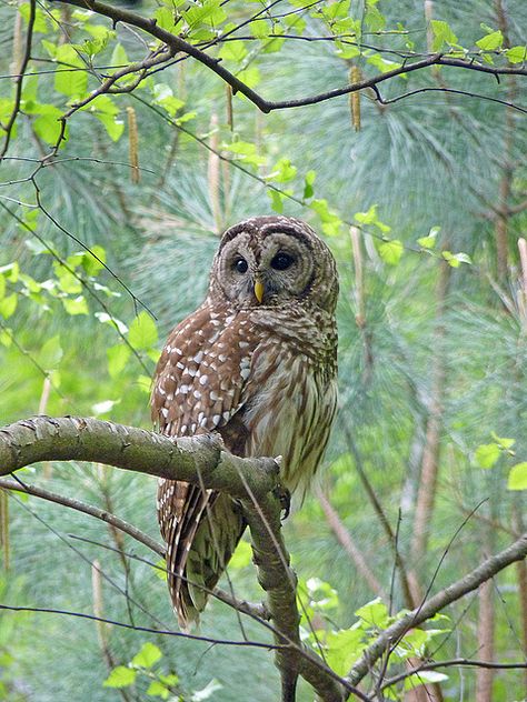 A barred owl in the spring Barred Owl Photography, Nature Aesthetic Art, Tattoo Nature, Animals Tattoo, Owl Photography, Barred Owl, Drawing Animals, Owl Photos, Bird Of Prey