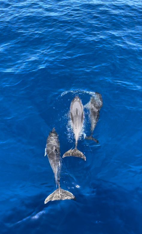 Dolphins Aesthetic, Diving With Dolphins, Dolphin Photography, Summer Beach Wallpaper, Blue Board, Summer Pics, Beautiful Sea Creatures, Sea Summer, Beach Wallpaper