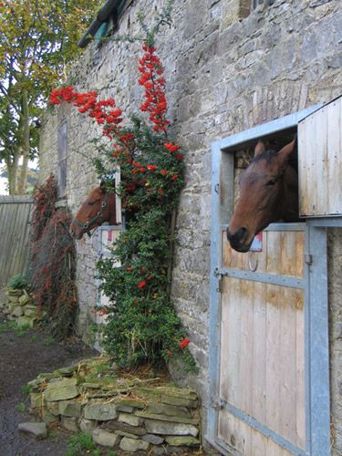 Yes, I would like to visit an Irish Stable...and take home a goody bag - with four hooves preferably Rock Building, Wicklow Ireland, Dream Stables, Horse Stable, Irish Cottage, Irish Roots, Irish Eyes, Dream Barn, Irish Heritage