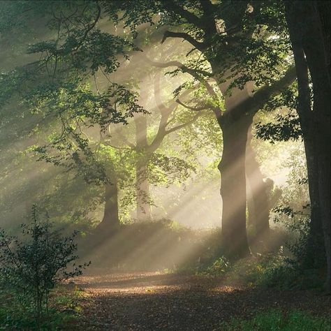 Deborah's Place Sun Shining Through Forest, Sun Through Trees Aesthetic, Sunlight Through Trees Painting, Sun Shining Through Trees, Fire Drawing, Autumn Sun, Sun Painting, Tao Te Ching, Sun Shining