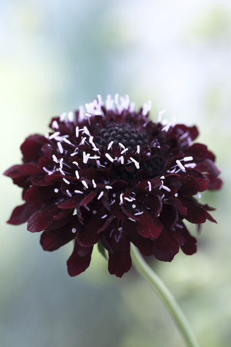 Purple Scabiosa, Scabiosa Atropurpurea, Purple Colour Flowers, Hotel Flowers, Dark Purple Flowers, Goth Garden, Gothic Garden, Buy Seeds, Seed Catalogs