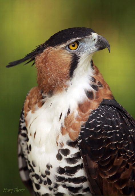 The ornate hawk-eagle (Spizaetus ornatus) is a bird of prey from the tropical Americas. This species of eagle is notable for its vivid colors, which differ markedly between adult and immature birds. (Mary Therit on Flickr) Hawk Eagle, Eagle Pictures, Exotic Birds, Pretty Birds, Colorful Birds, Birds Of Prey, Wild Birds, Animal Photo, Nature Animals