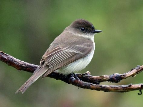 Eastern Phoebe Identification, All About Birds, Cornell Lab of Ornithology Eastern Phoebe, Phoebe Bird, Feather With Birds Tattoo, Flycatchers, Black Capped Chickadee, Brown Bird, Backyard Birds, Birds Tattoo, Song Bird