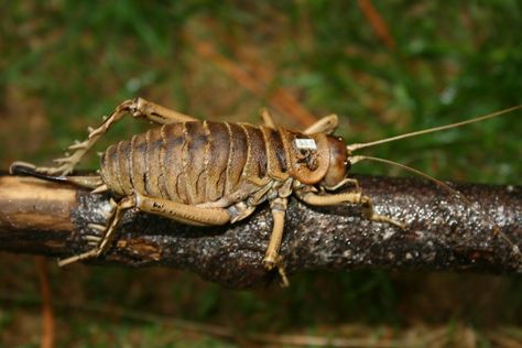 Giant Weta/Weta Géant/Deinacrida rugosa Crab, Insects, Animals