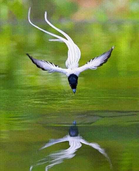 ♔ Chinese Paradise FlyCatcher Paradise Flycatcher, Pretty Animals, Exotic Birds, Pretty Birds, Animals Of The World, Birds Of Paradise, Best Photography, Animal Photo, Bird Watching