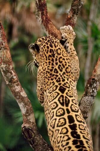 Beautiful! Jaguar Spots, Frans Lanting, Jaguar Animal, Large Cats, Wildlife Animals, Leopards, Animal Wallpaper, Lynx, Animal Photo