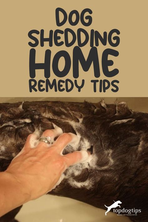 Say Goodbye to Excess Fur with 5 Can't-Miss Dog Shedding Remedies 🐕🌈 Dog Shedding Remedies, Stop Dog Shedding, Non Shedding Dogs, Grooming Hacks, Hypoallergenic Dogs, Well Balanced Diet, Dog Shedding, Dog Shampoo, Strong Hair