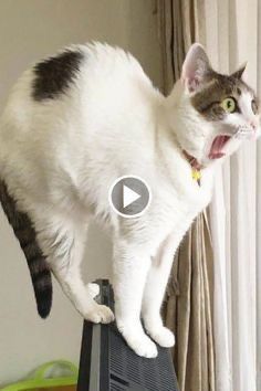 Funny Cat Videos to Make You Smile! 2022Share this video: https://youtu.be/KetwoeCIpR4(~ Subscribe to Our Channel For More Cats Videos. #cats #catlovers #youtube #funny #memesdaily #videogames