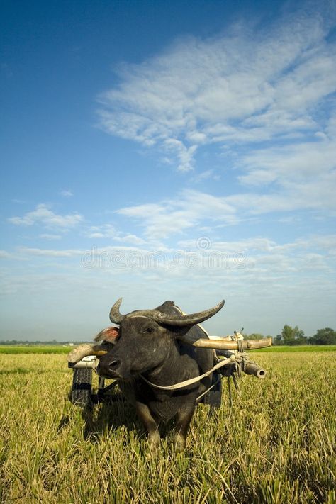 Traditional rural ox cart philippines farm. Water buffalo pulling traditional ba , #AFF, #farm, #philippines, #buffalo, #Water, #rural #ad Carabao Painting, Philippine Farm, Farm Philippines, Farmer Philippines, Farm Lot Philippines, Rural Philippines, Farm In Philippines, Agriculture Pictures, Agriculture Photography Farmers India