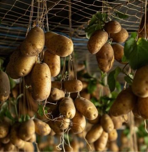 Hydroponic Potatoes, Grow Potatoes, Garden Hacks, Growing Potatoes, Hydroponics, Gardening Tips, Soil, Do It