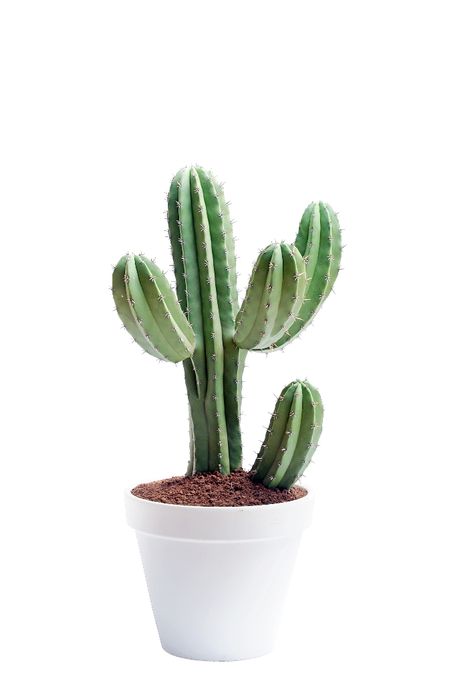 Dokunduğumuzda canımızı yaksa da  görüntüsü huzur veren bu bitkileri evimize alalım negatif enerji ile dolan bu evlerde kendi zevkinizi yakalayın! Kaktus Dan Sukulen, Cactus House Plants, How To Water Succulents, Small Cactus, Plants Are Friends, Cactus Decor, Green Cactus, Cactus Art, Christmas Cactus