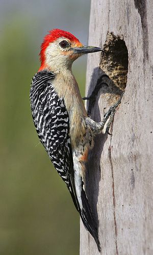 Red-Bellied WoodPecker (Melanerpis Carolinus) | Photographed… | Flickr Bird Identification, The Everglades, Woodpeckers, West Art, Bird Theme, Bird Artwork, Nature Birds, Bird Perch, Backyard Birds