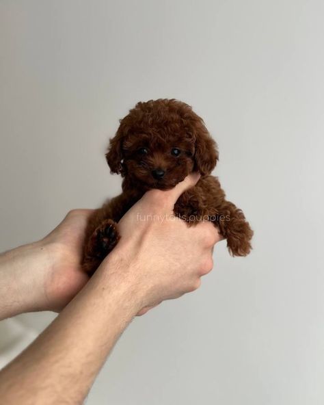 Chocolate Toy Poodle, Poodle Teacup, Teacup Poodles For Sale, Chocolate Poodle, Teacup Poodles, Toy Poodle Puppy, Teacup Poodle, Toy Poodles, Puppy Mom