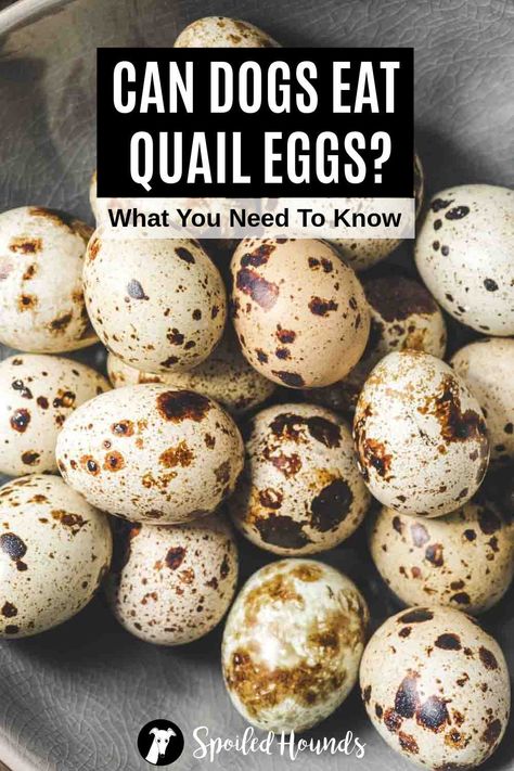 Quail Eggs For Dogs, Quail Eggs Benefits, Eggs For Dogs, Pickled Quail Eggs, Vitamins For Healthy Skin, Foods Dogs Can Eat, Bone Appetit, Egg Benefits, Chickens Farm